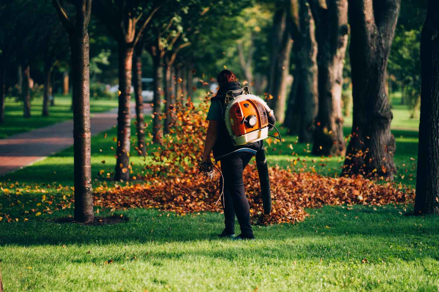 The Steps Involved in Our Tree Care Process in Perry Hall, MD